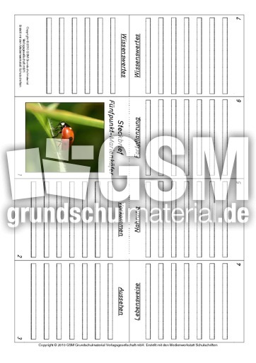 Faltbuch-Fünfpunkt-Marienkäfer.pdf